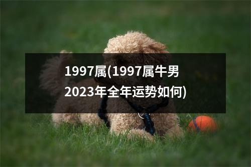 1997属(1997属牛男2023年全年运势如何)